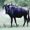 Diccionario de americanismos
